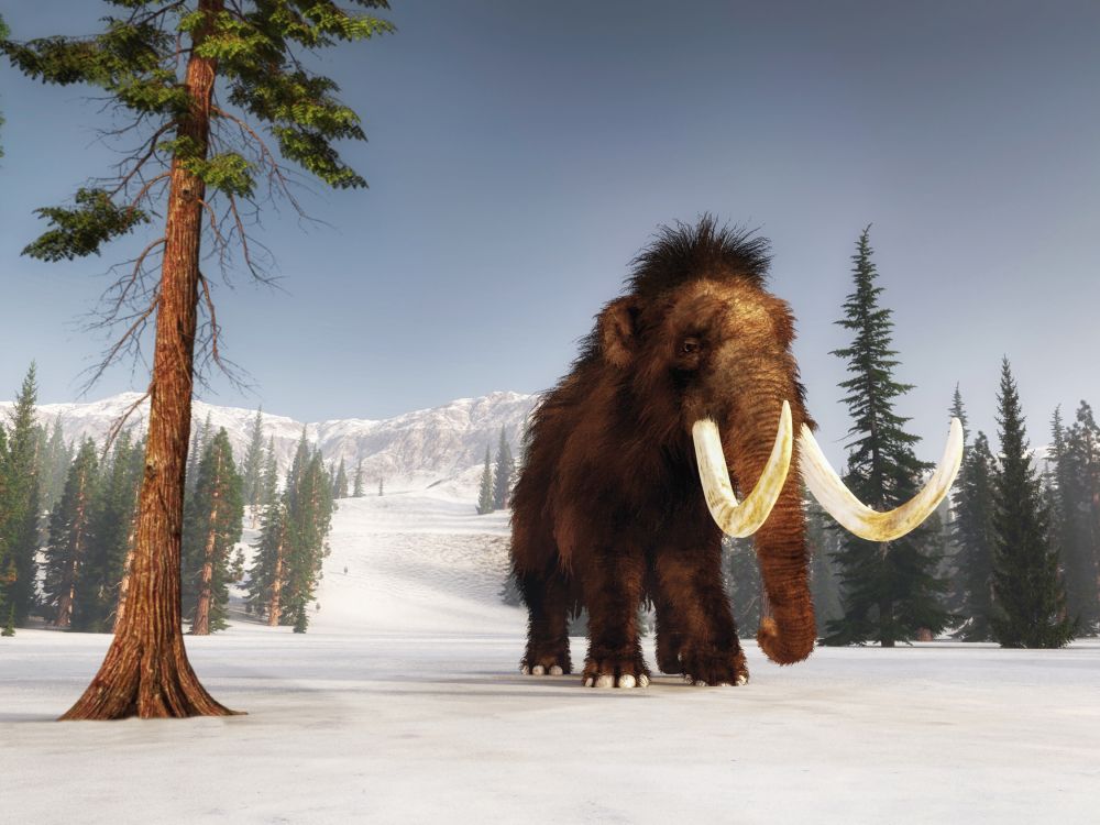 mammoth-doba-ledova