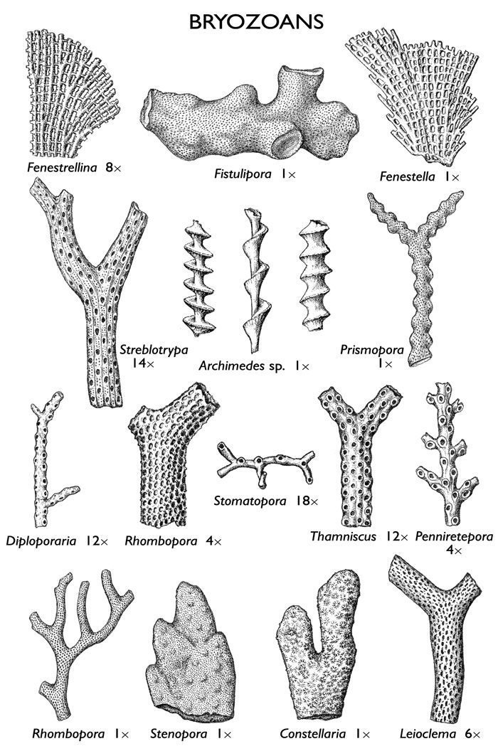 Bryozoa, ilustrace různých druhů