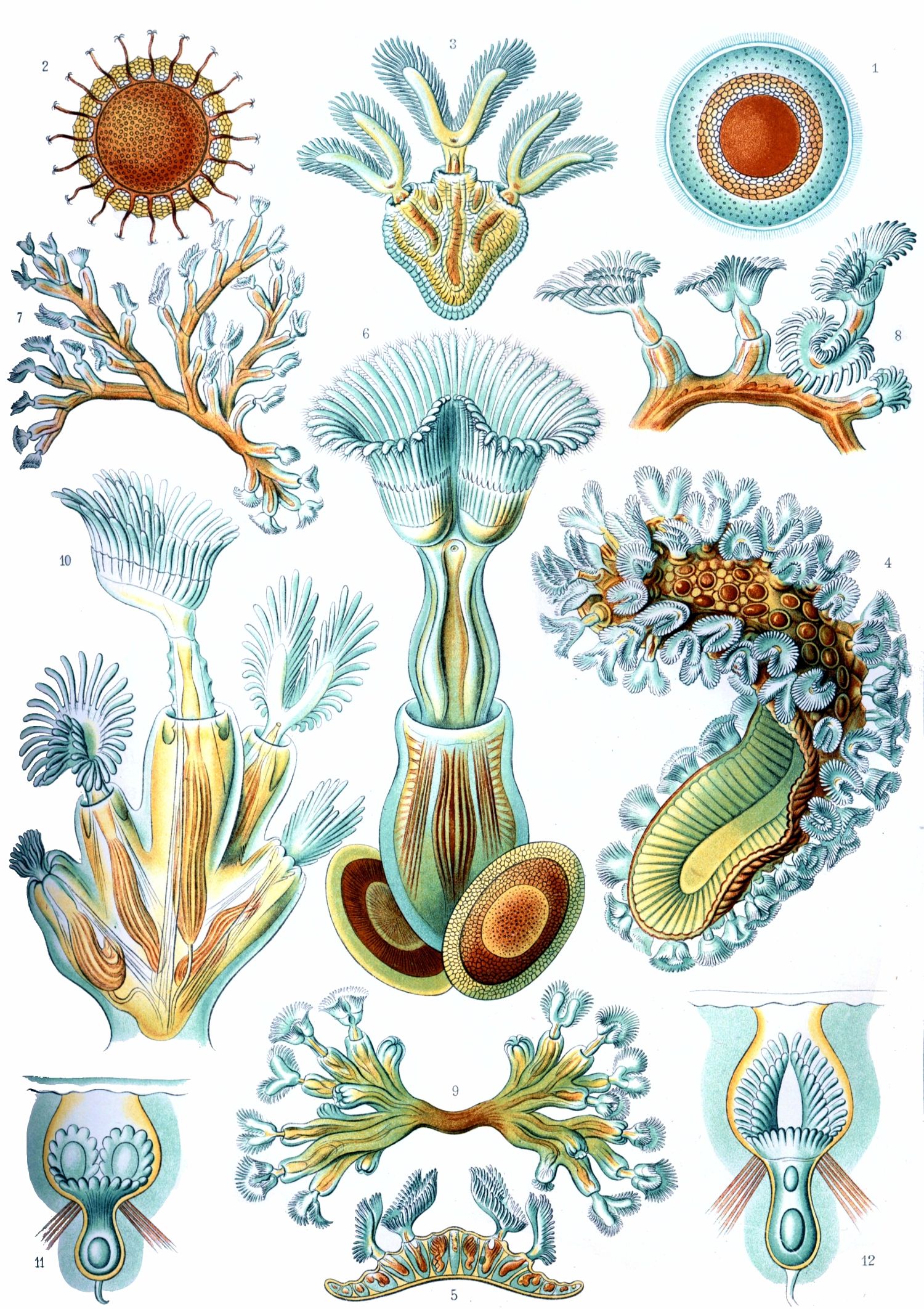 Ilustrace mechovců - bryozoa - mechovky