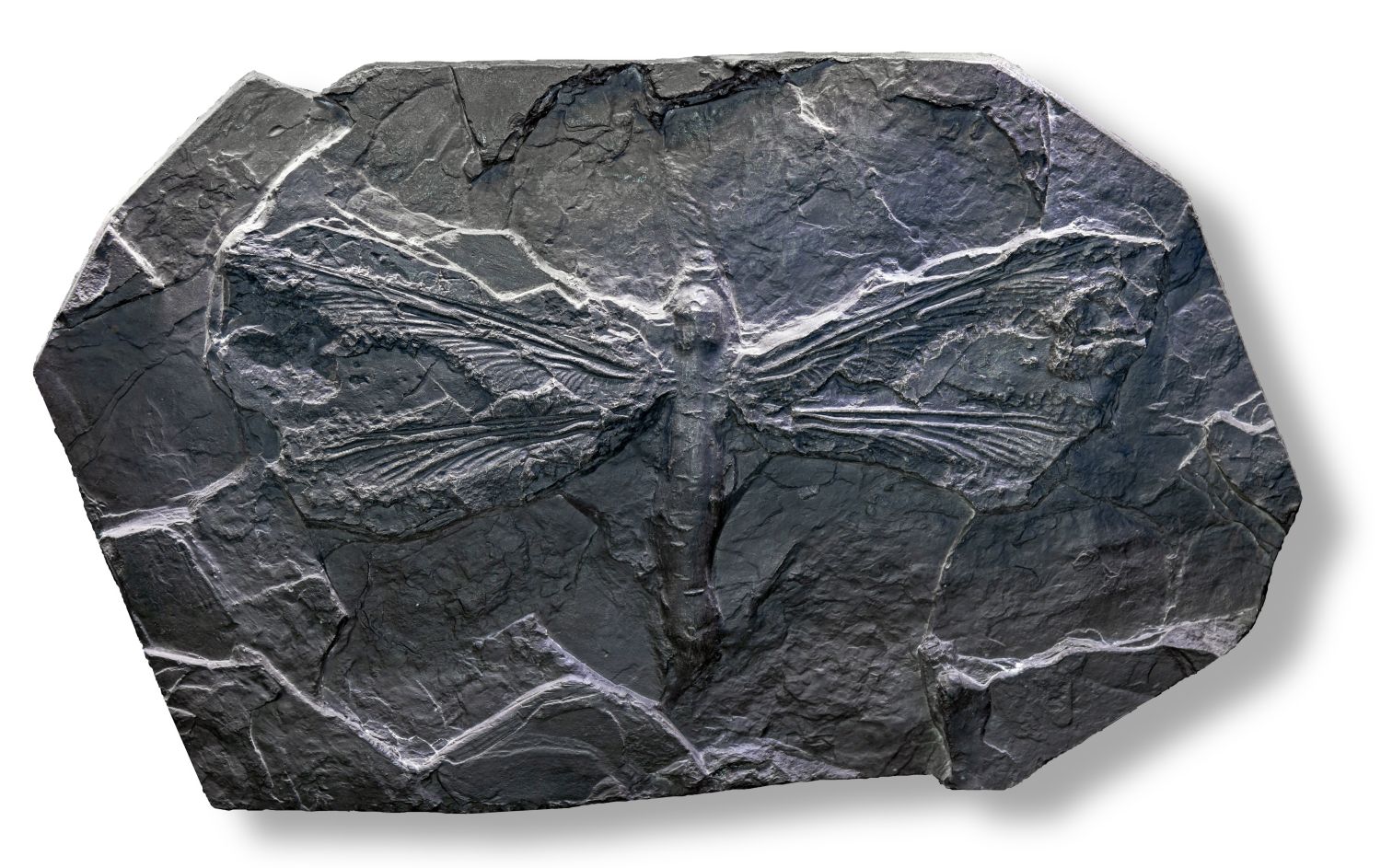 Zkamenělina Meganeura monyi s rozpětím křídel 68 cm, vystavená v Musée Fleury Lodève.
