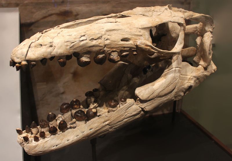 Lebka mosasaura Globidens phosphaticus v muzeu ve Washingtonu.