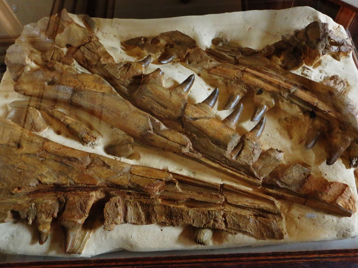 Fragmenty lebky prvního nalezeného Mosasaura