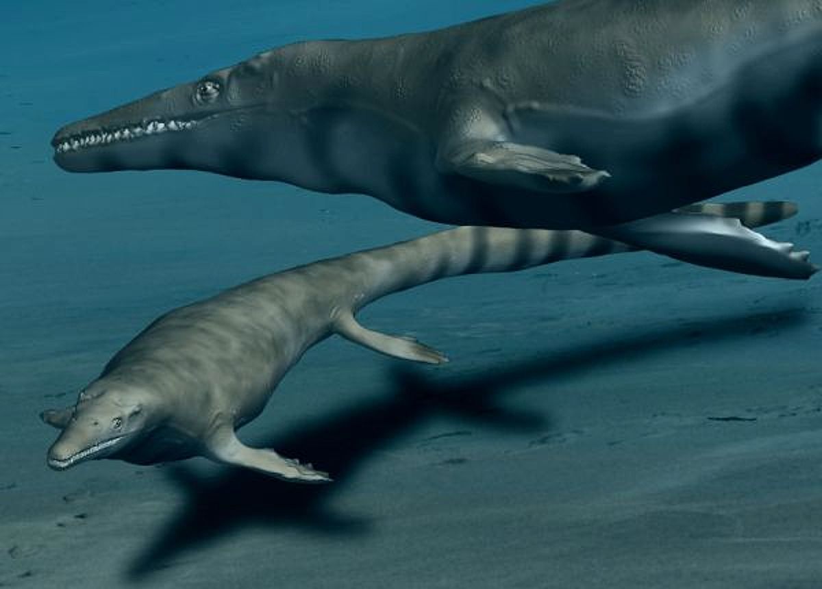 Pár mosasasaurů pod hladinou moře.