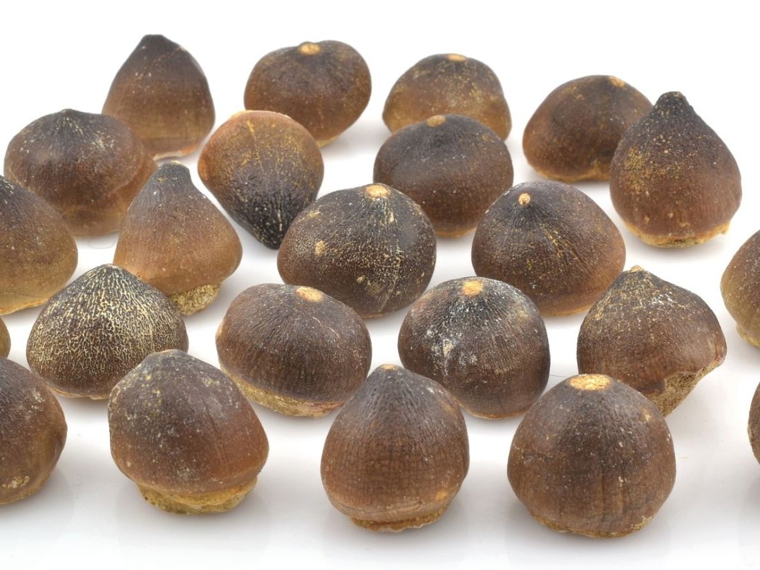 Fosilní zuby Globidens z Maroka s typickou strukturou skloviny.