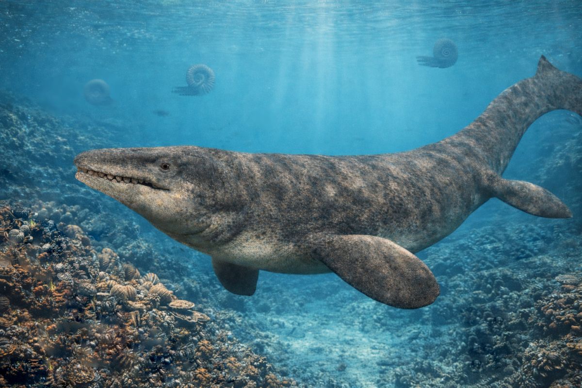 Mosasaurus Globidens, moderní rekonstrukce.