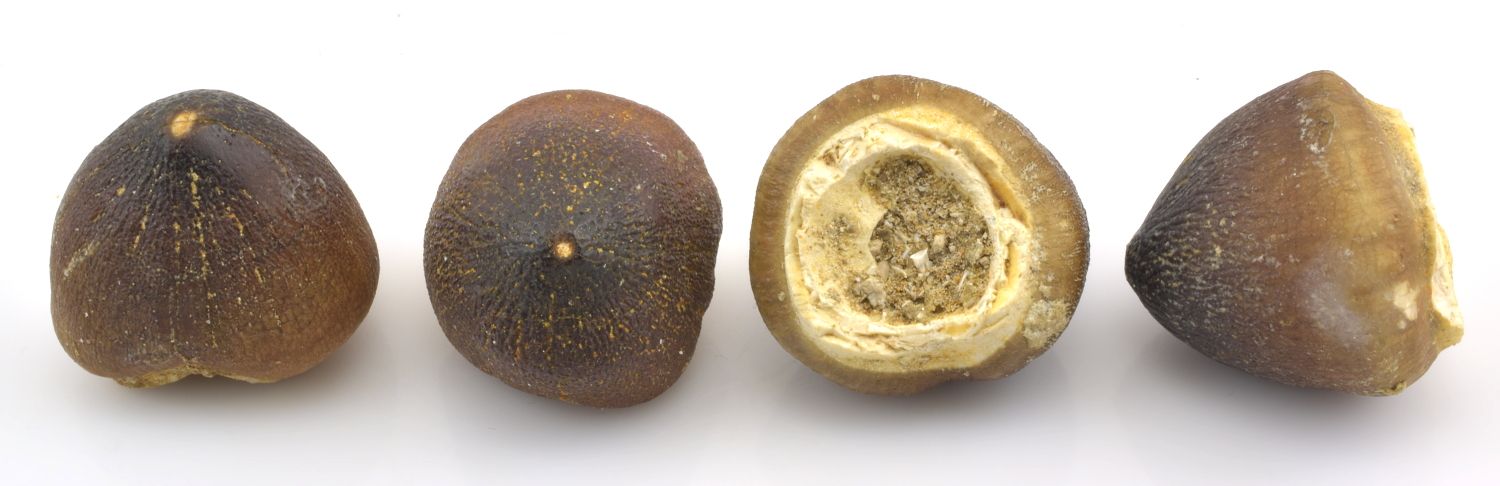 Detail zubů Globidens – kulovitý tvar.