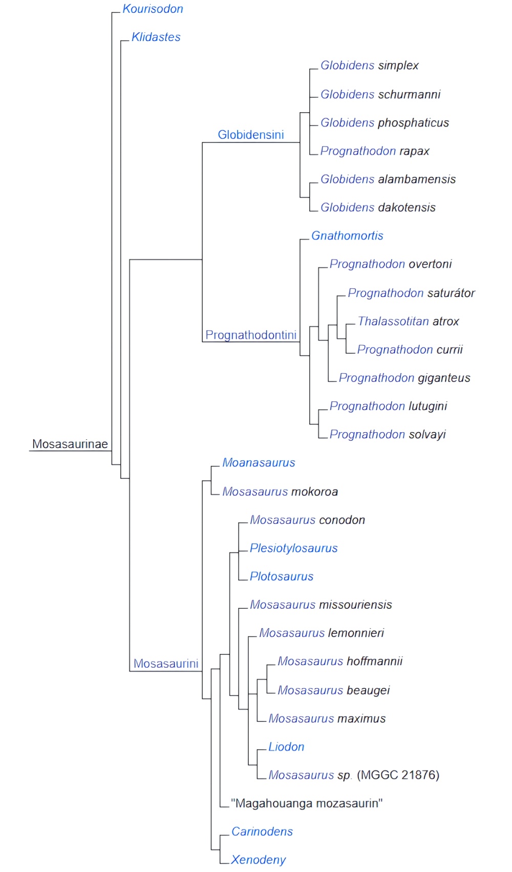 klad-mosasauri-rody-druhy