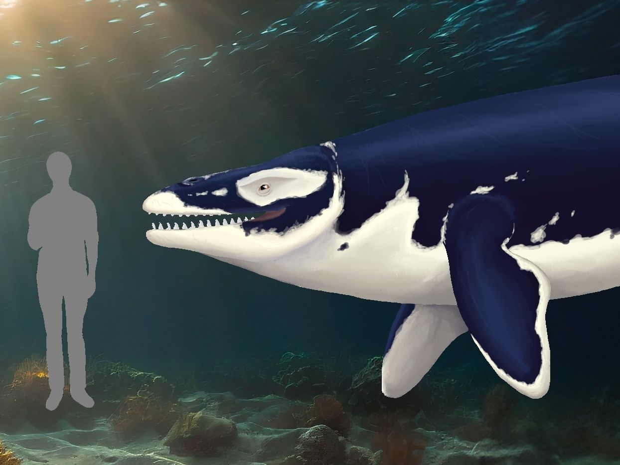 Velký mosasaurus Thalassotitan atrox zobrazený vedle člověka.