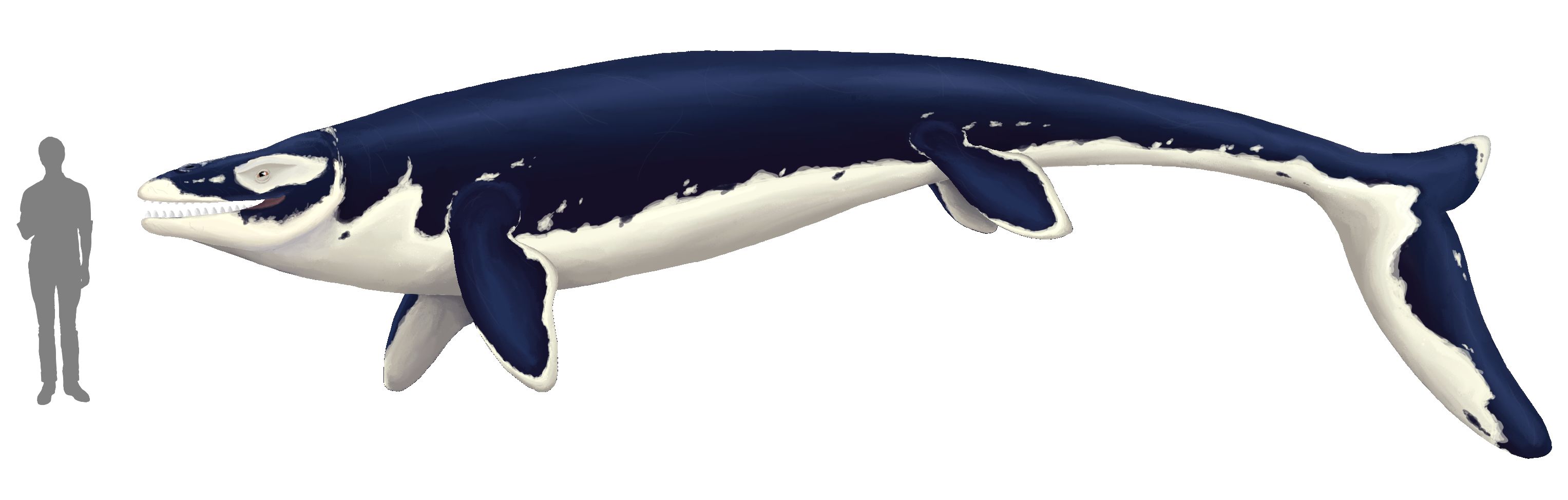 Mosasaurus Thalassotitan atrox z lokality Oulad Abdoun v Maroku ve srovnání s člověkem.