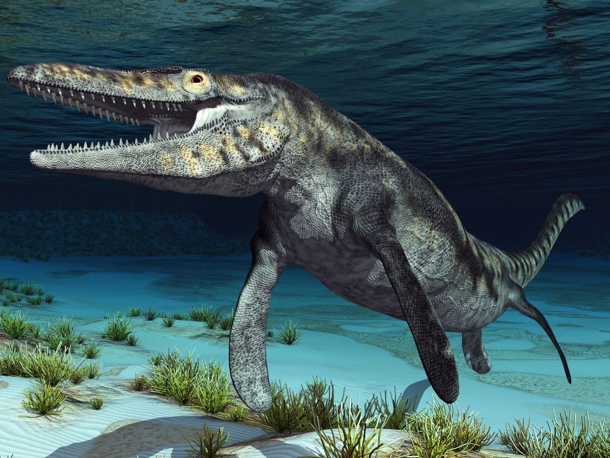 mosasaurus