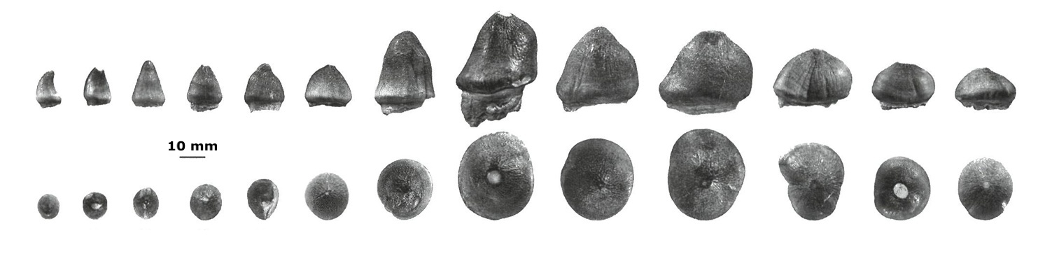 Zubní řada Globidens phosphaticus, rekonstrukce.