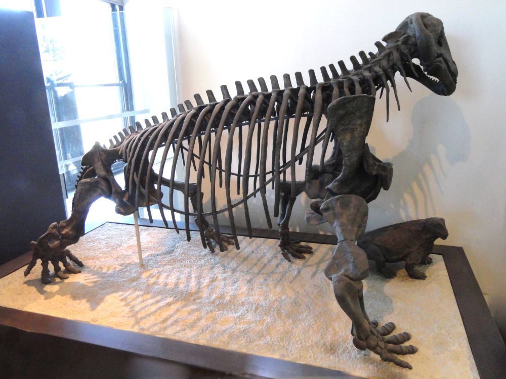 Exponát Moschopse ve sbírce Amerického muzea přírodní historie v New Yorku, USA.
