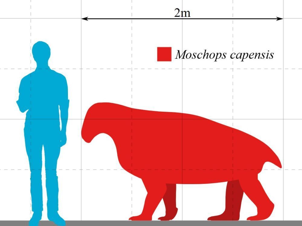 Velikost dinocefalického synapsida Moschops v porovnání s člověkem pro lepší představu.
