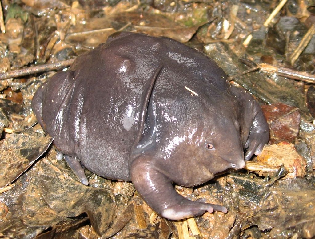 nasikabatrachus-sahyadrensis-zivouci-fosilie