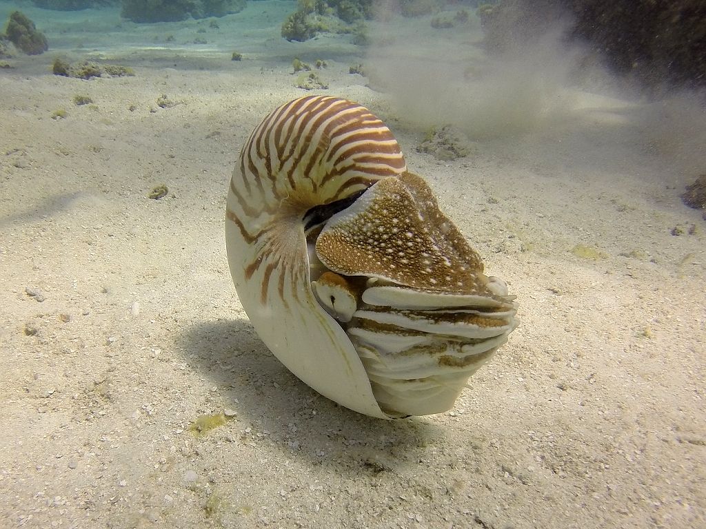 nautilus-lodenka