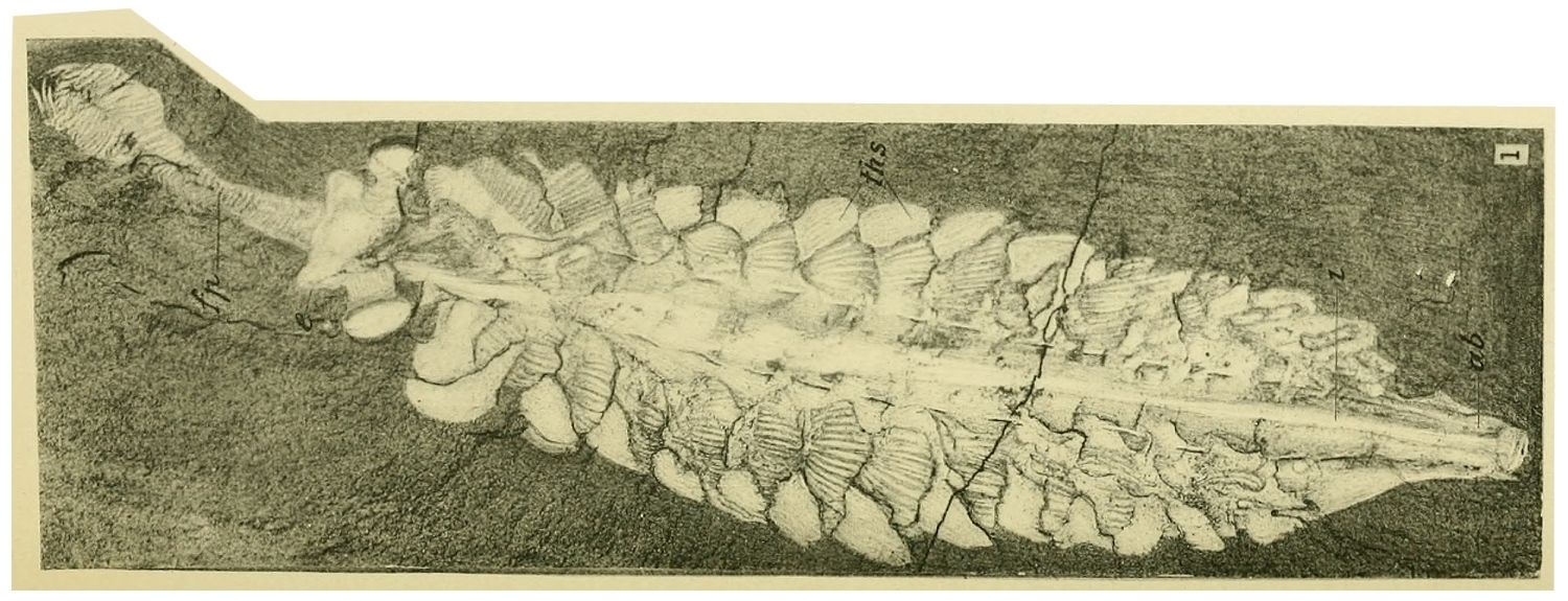 Opabinia-regalis-foslie-Walcott-1912