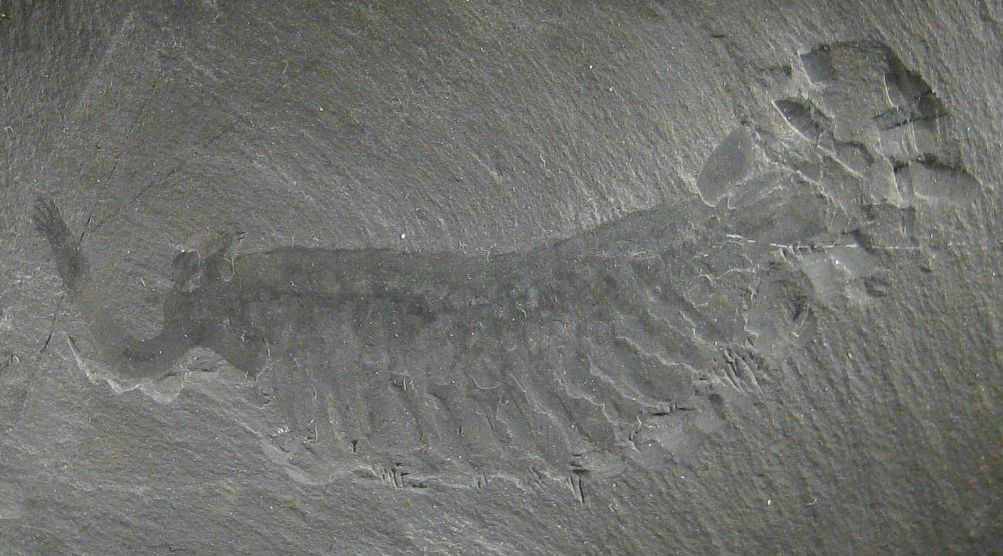 Opabinia-zkamenelina-v-muzeu