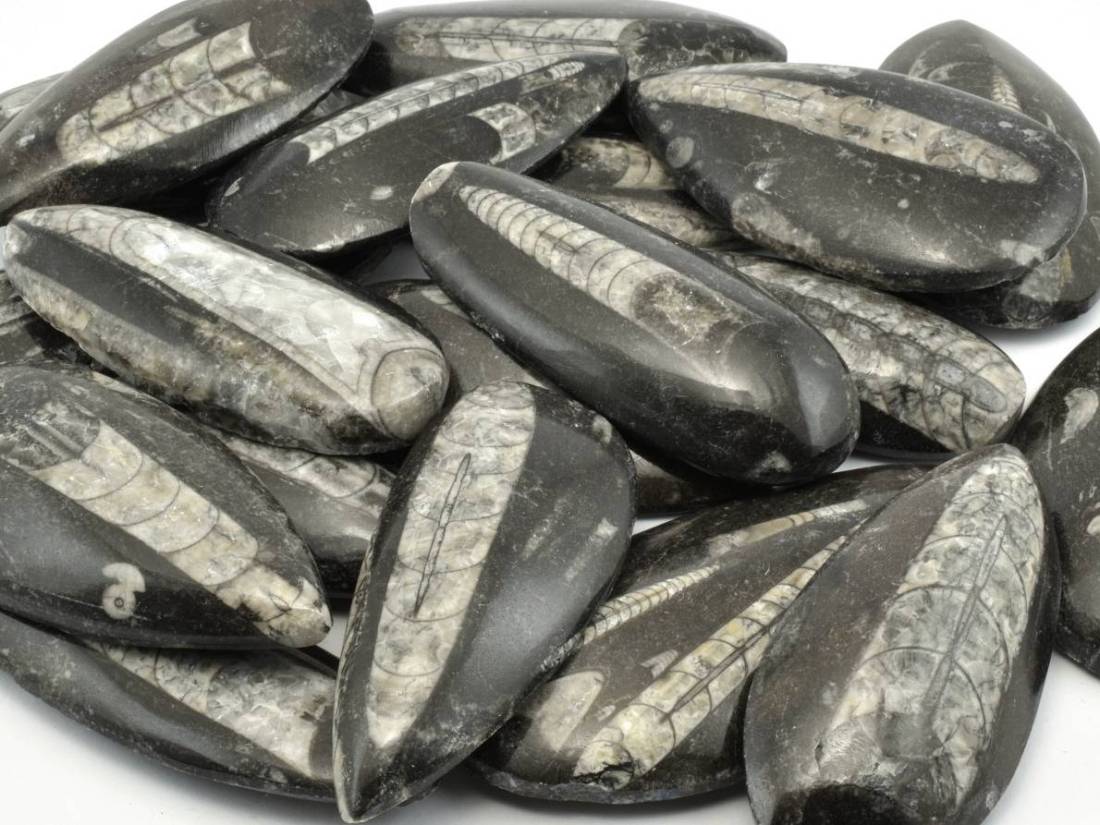 orthoceras-lestene-desticky-8-10cm-fosilie