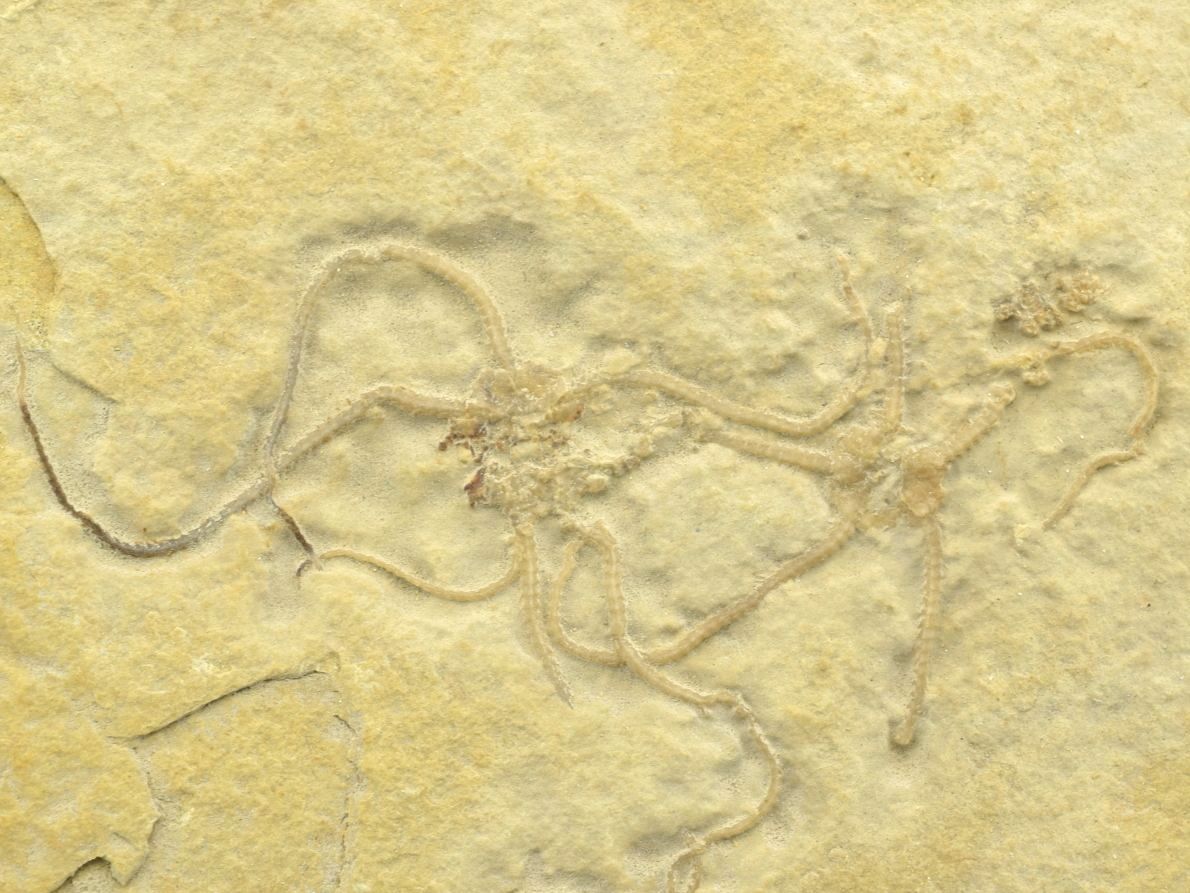 Zkamenělá hadice Ophiopetra ze Solnhofenu v Německu s zachovanými rameny.