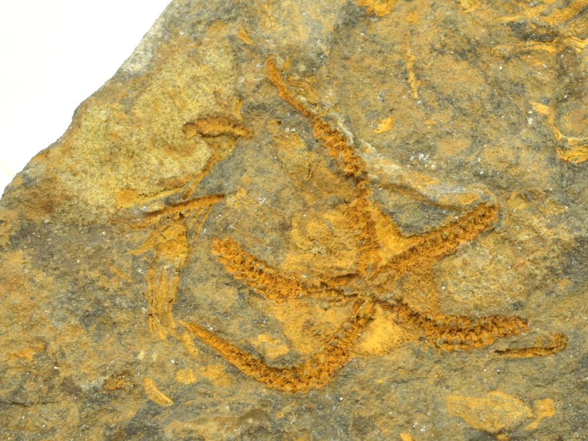 Prvohorní hvězdice Petraster z marockých nalezišť.