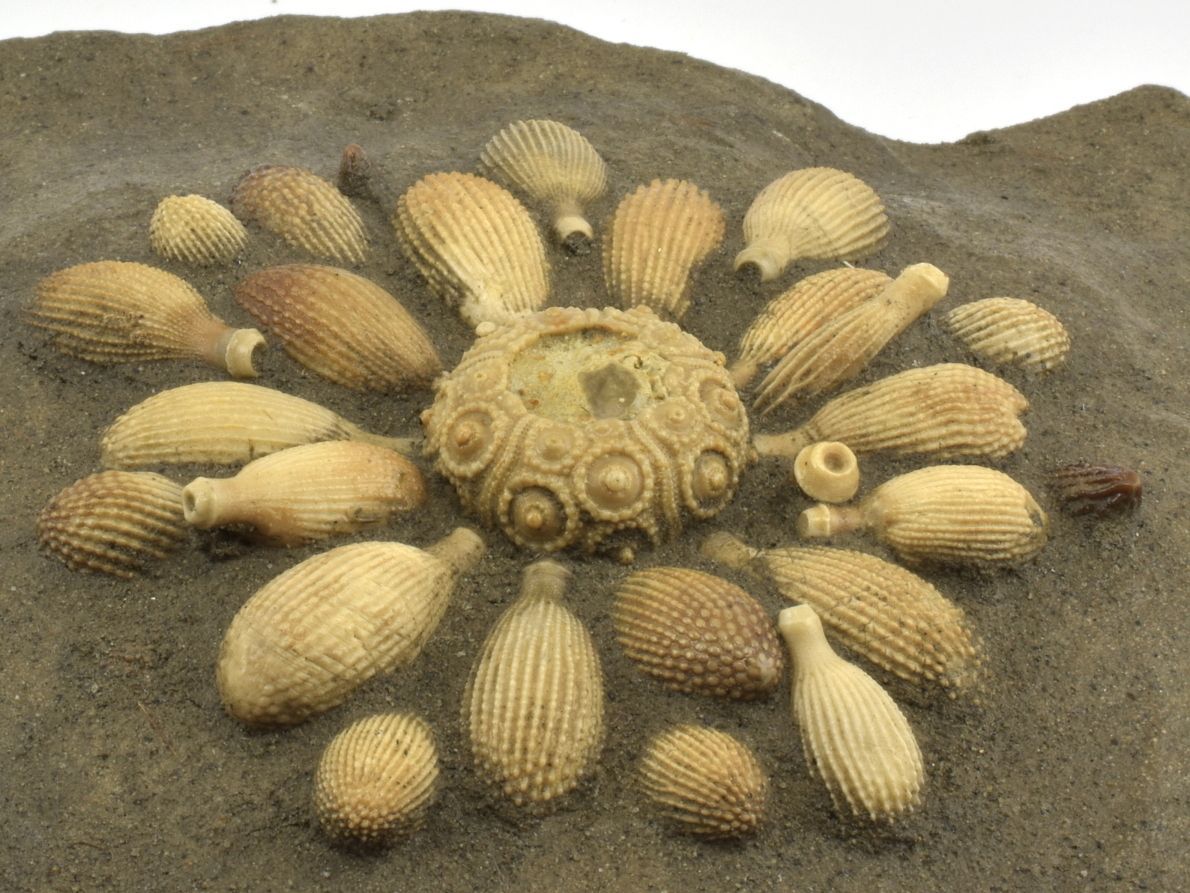 Zkamenělina ježovky Balanocidaris glandifera s výraznými ostny z prvohorního moře.