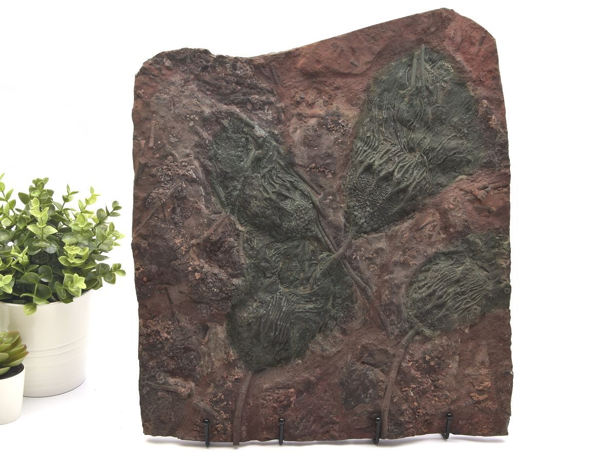 Velká zkamenělá deska s lilijicemi Scyphocrinites z Maroka, husté prvohorní kolonie.