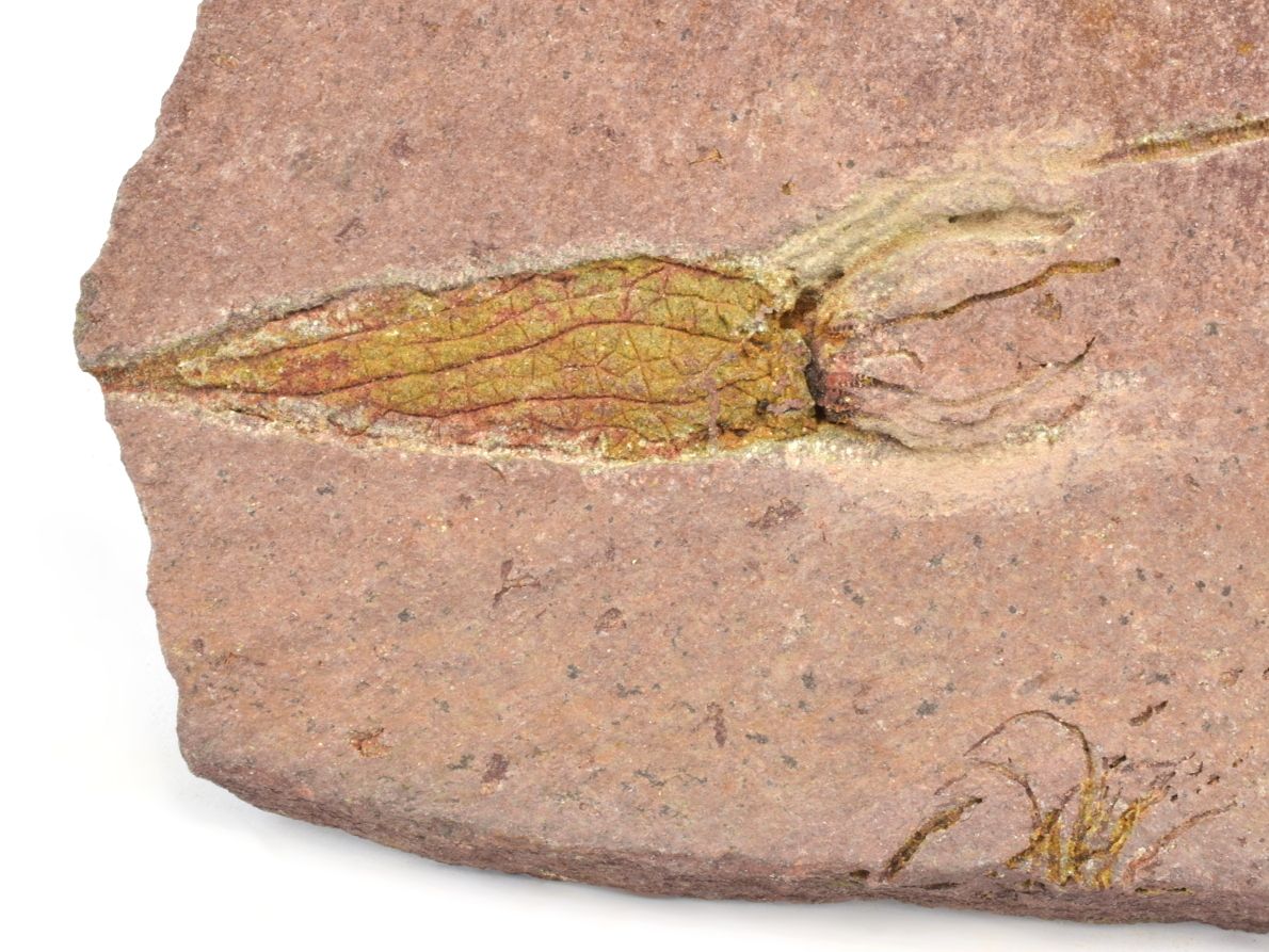 Zkamenělina pralilijice Ascocystites, raný fosilní ostnokožec.