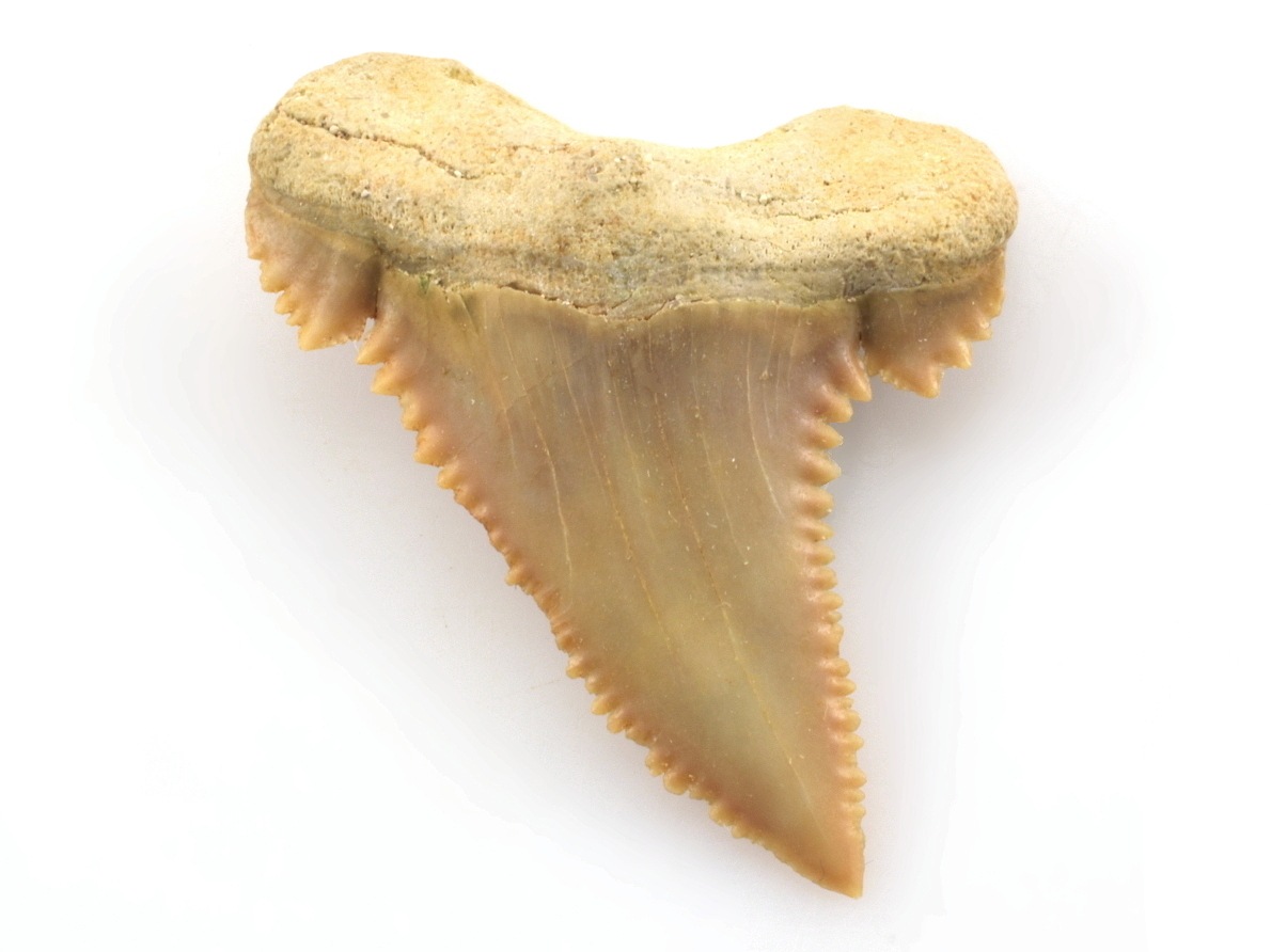 Typický zoubkovaný žraločí zub Palaeocarcharodona o velikosti 37 × 28 mm.