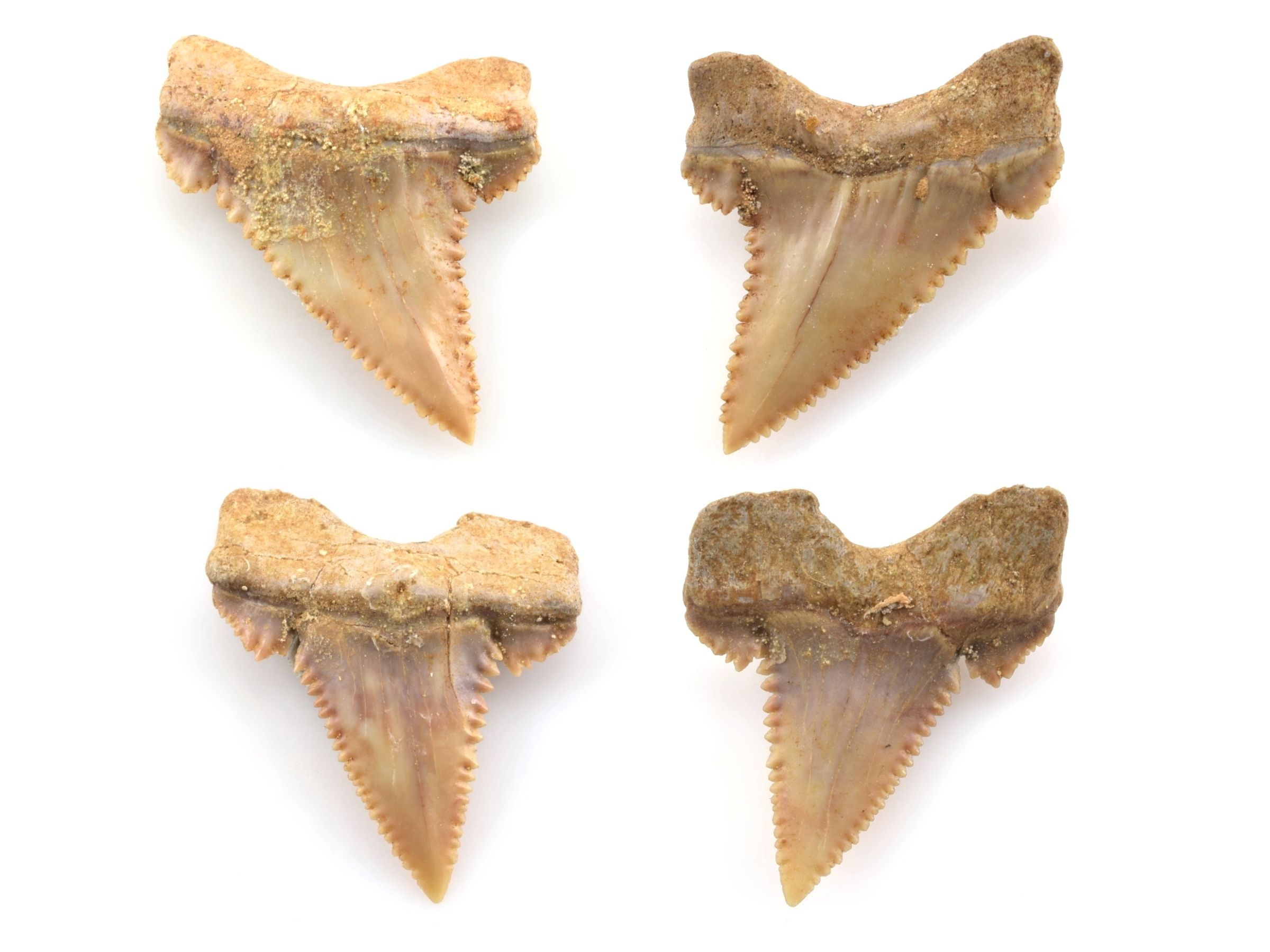 Přední a zadní strana dvou fosilních zubů Palaeocarcharodona.