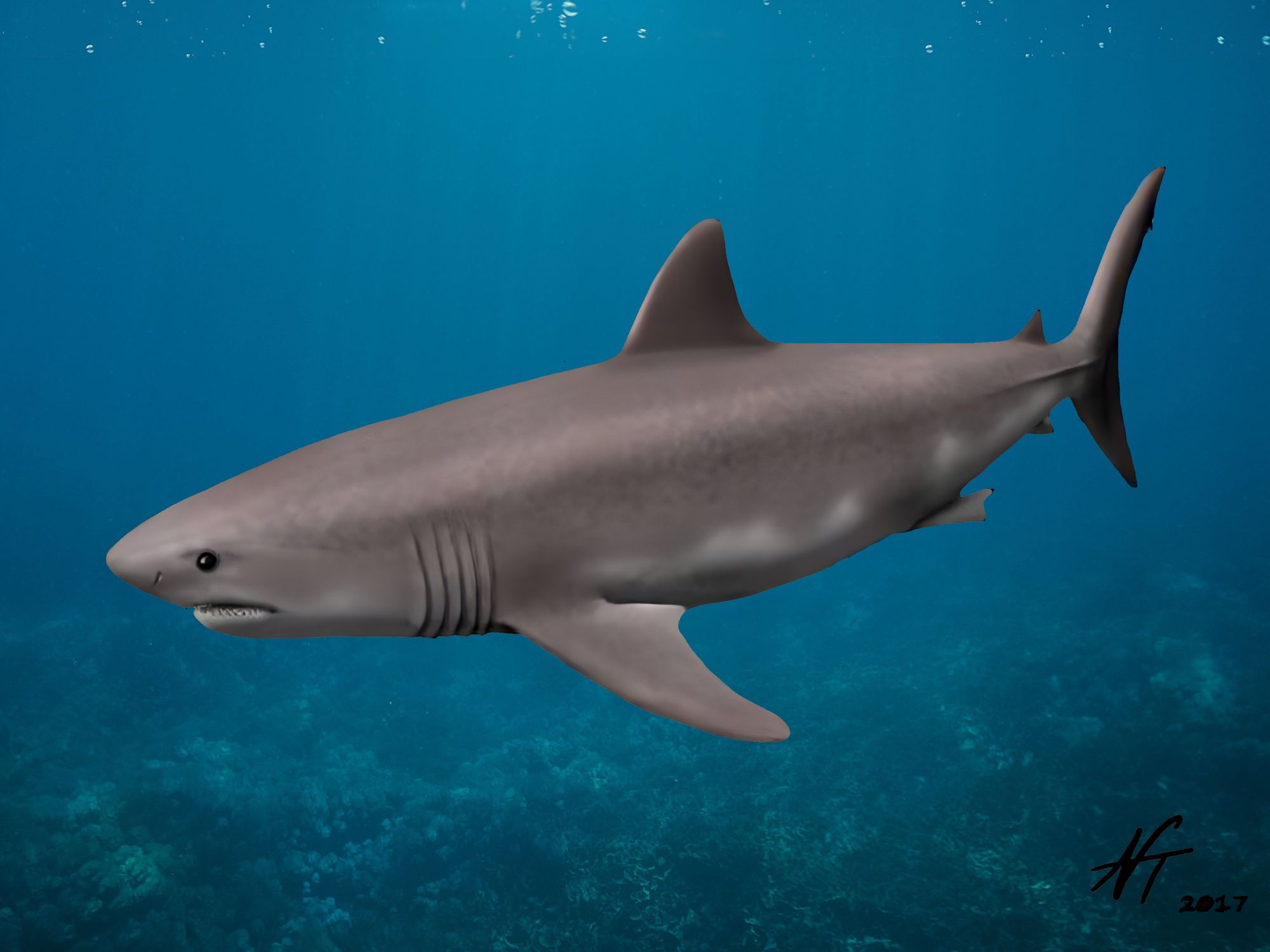 Rekonstrukce žraloka Palaeocarcharodon v mořském prostředí.