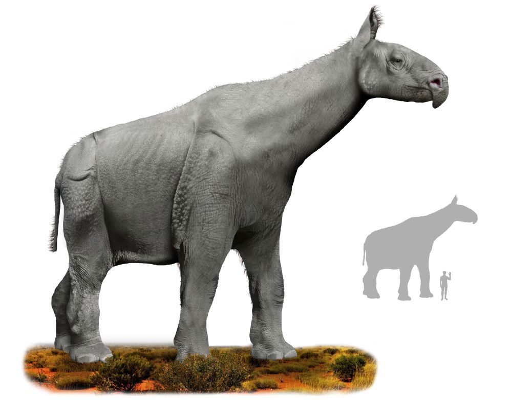Indricotherium-paraceratherium