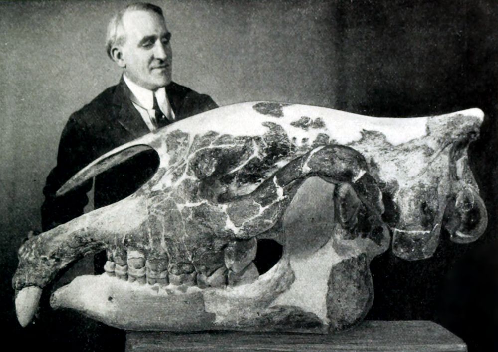 Paraceratherium-lebka