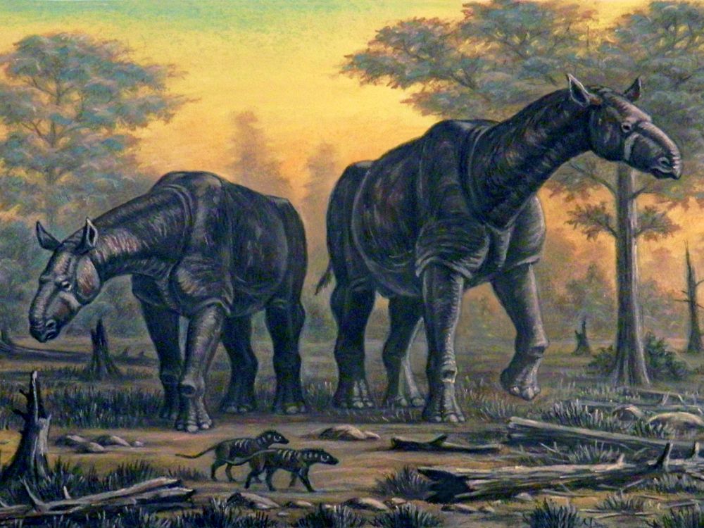 Paraceratherium_transouralicum