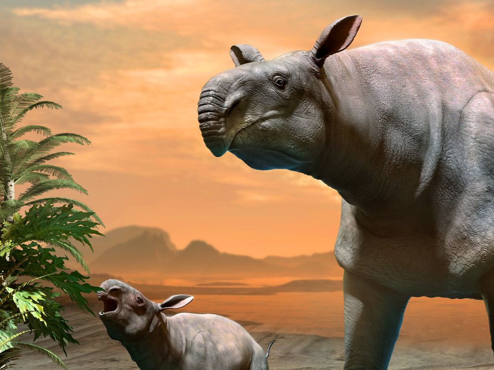 paraceratherium-detail-hlavy