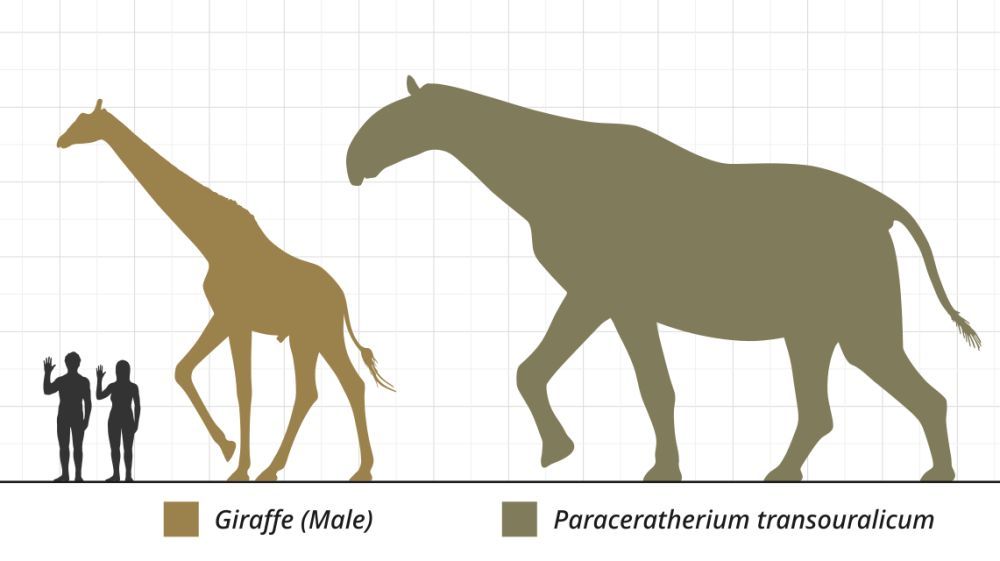 paraceratherium-vs-zirafa-velikost