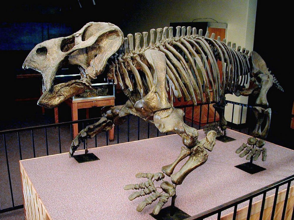 Exponát kostry Placeriase v Muzeu duhového lesa v Národním parku Petrified Forest v Arizoně.