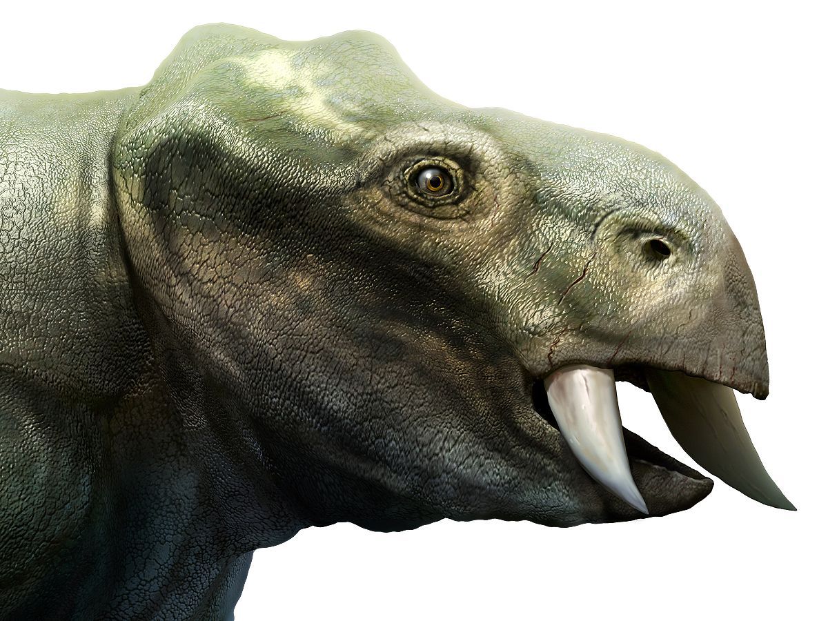 Detail hlavy vyhynulého dicynodonta Placerias v realistické paleorekonstrukci z období triasu.