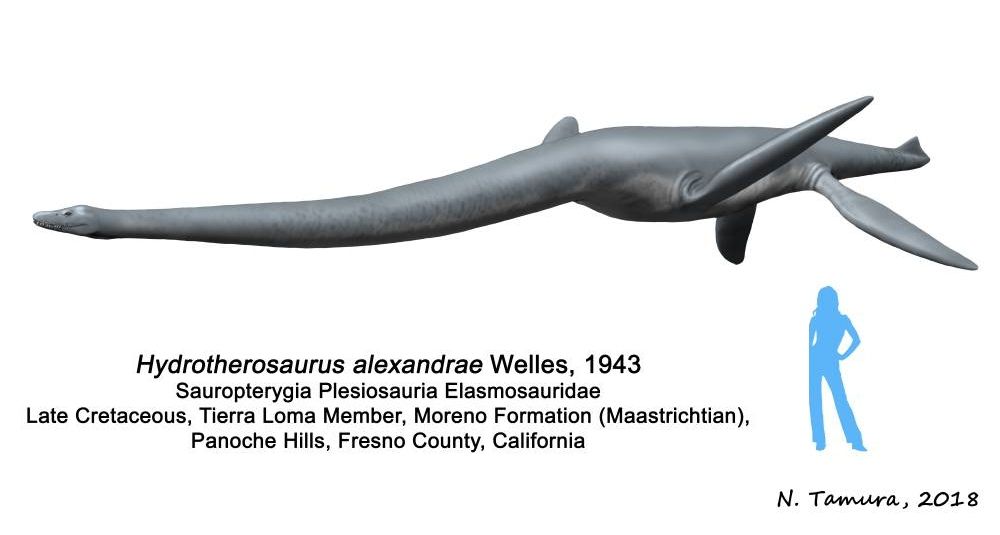 Dlouhokrký plesiosaurus Hydrotherosaurus v porvnání s lidskou postavou