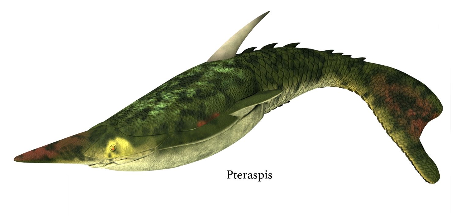 Devonská ryba Pteraspis s mohutným pancířem, bez párových ploutví, délka 20 cm.