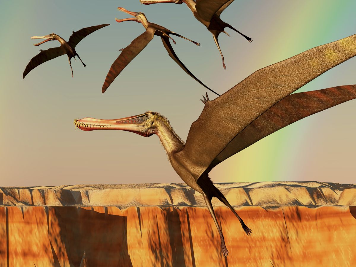 pterodaktyl-ptakojester