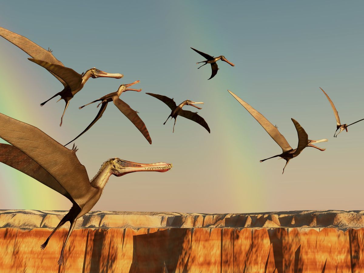 pterosaurus-ptakojester-pterodactyl