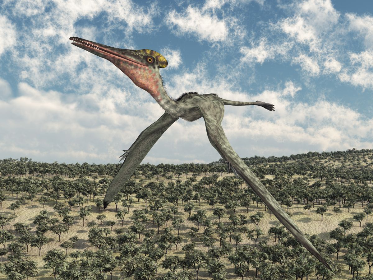 pterosaurus-pterodaktyl