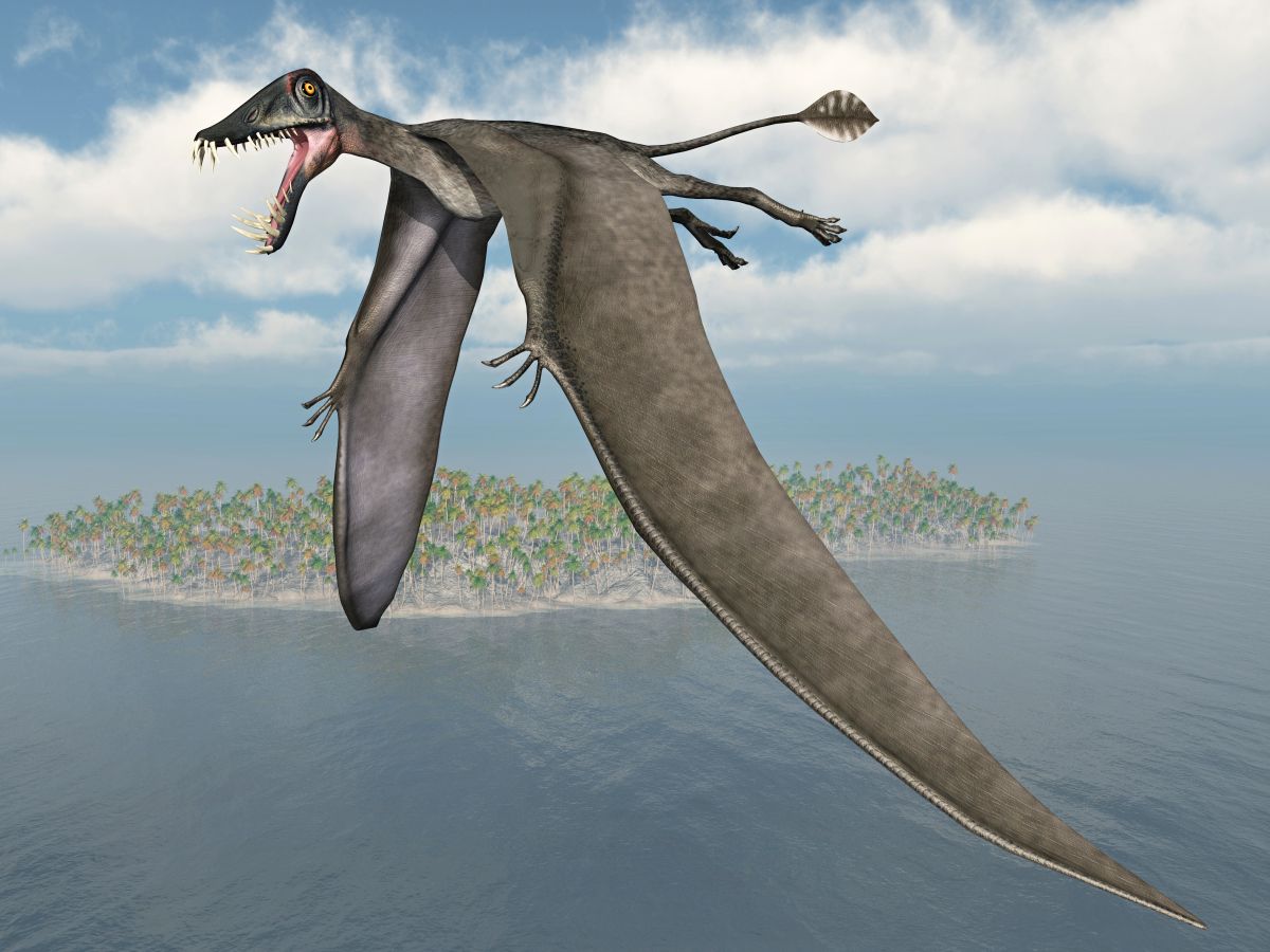 pterosaurus-dorygnathus