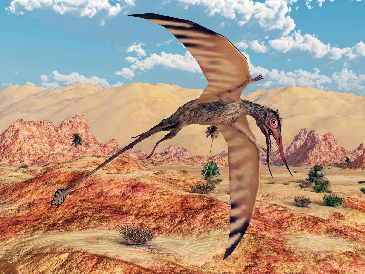 pterosaurus-ptakojester-rhamphorhynchus