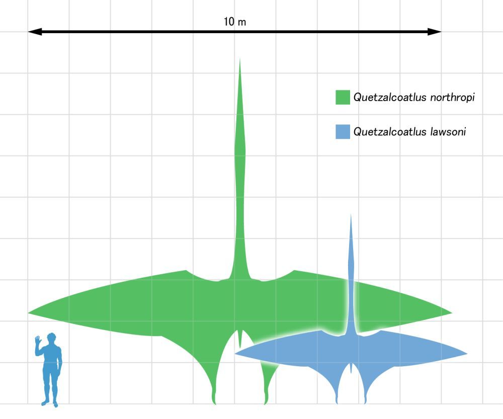 quetzalcoatlus-rozměry