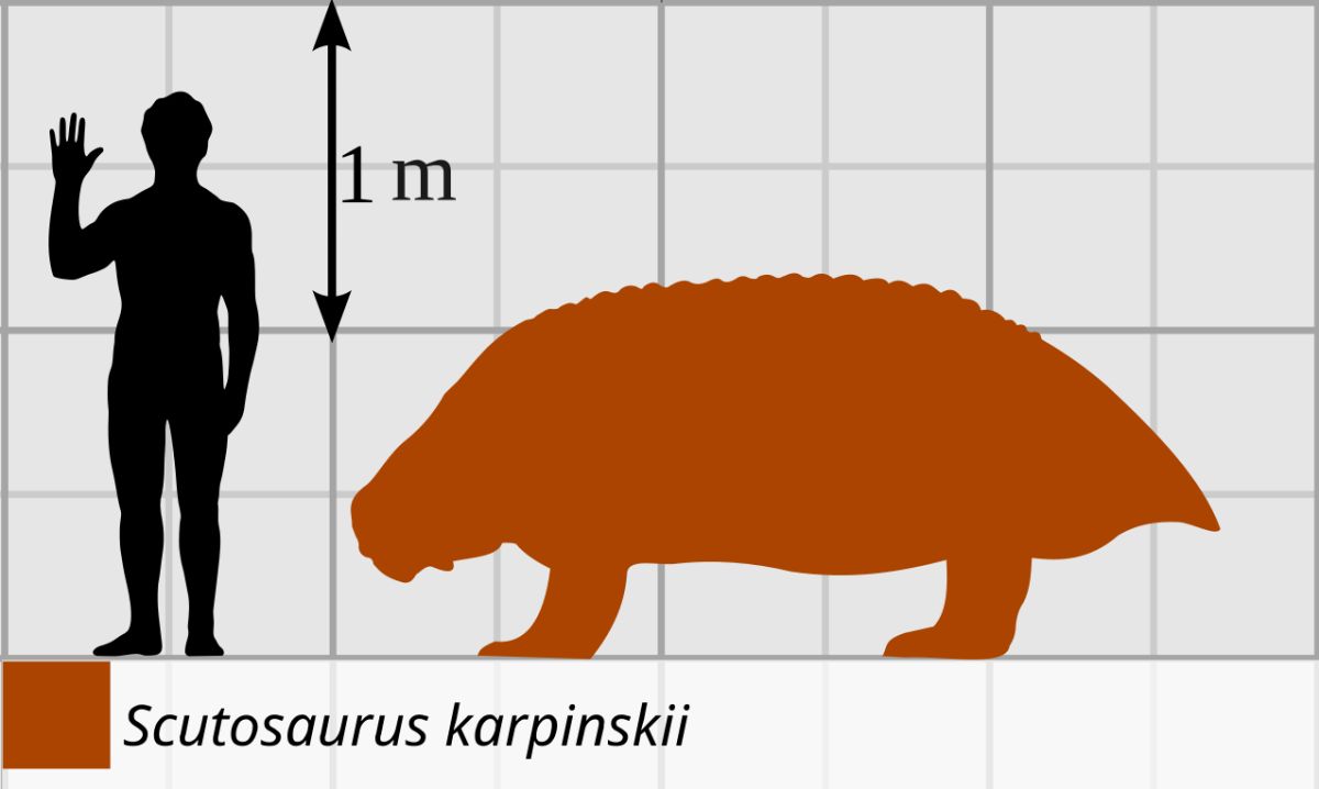 Scutosaurus v porovnání s člověkem – silueta a měřítko.
