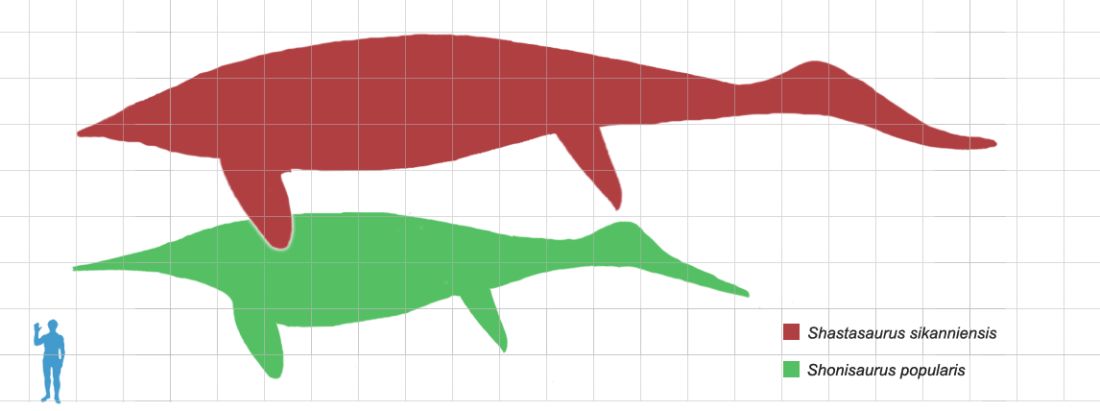 shonisaurus-ichtyosaurus-velikost