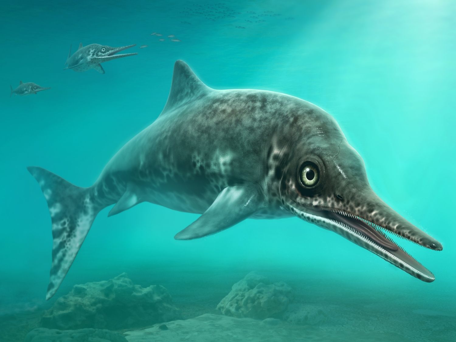 Stenopterygius ichtyosaur plave v oceánu.