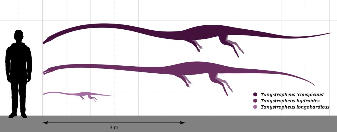 Tanystropheus-druhy-velikost