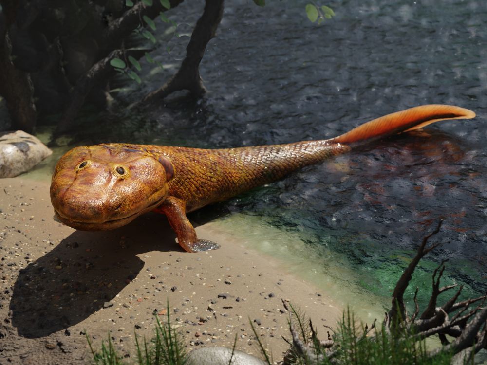 Tiktaalik ani ploutev ani noha